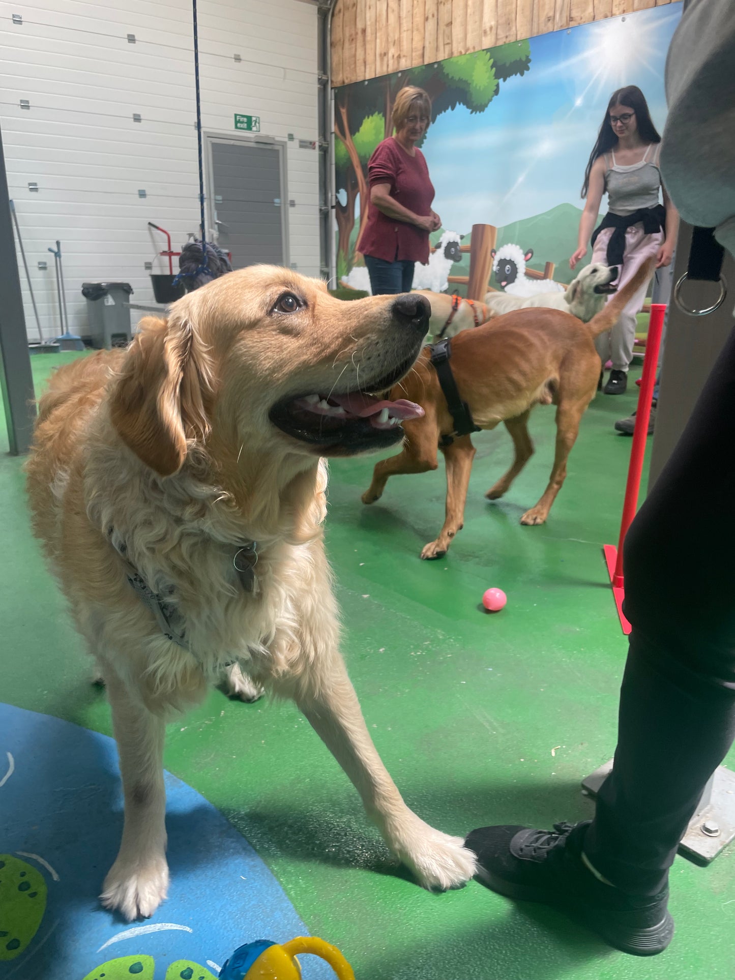Breed Play for Labradors & Retrievers! Sunday 10 August 2-3pm