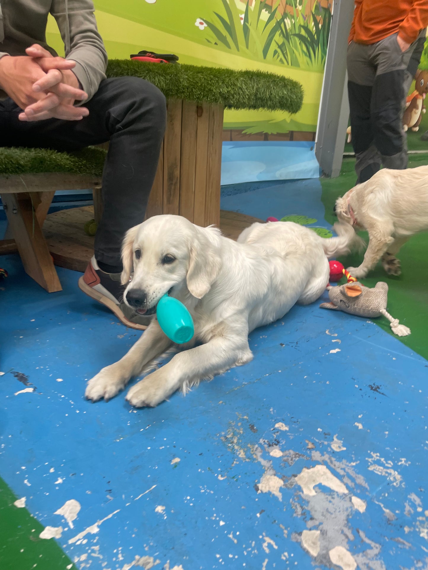 Breed Play for Labradors & Retrievers! Sunday 10 August 2-3pm