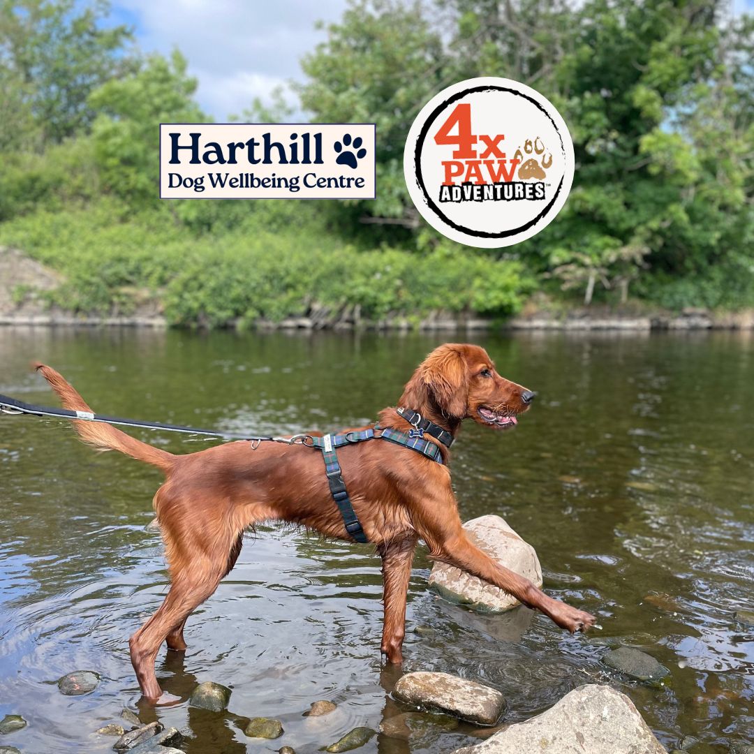 4XPaws Adventure Walks: Puppy & Cake Walk 🍰 Saturday 23rd August