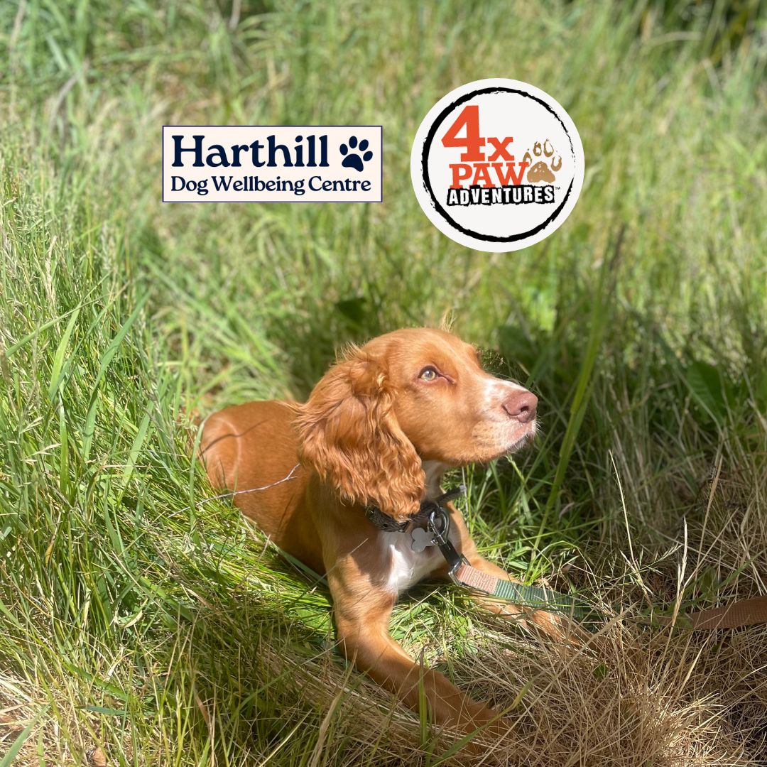 4XPaws Adventure Walks: Puppy & Cake Walk 🍰 Saturday 23rd August