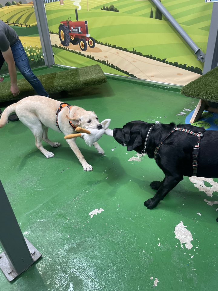 Breed Play for Labradors & Retrievers! Sunday 10 August 2-3pm