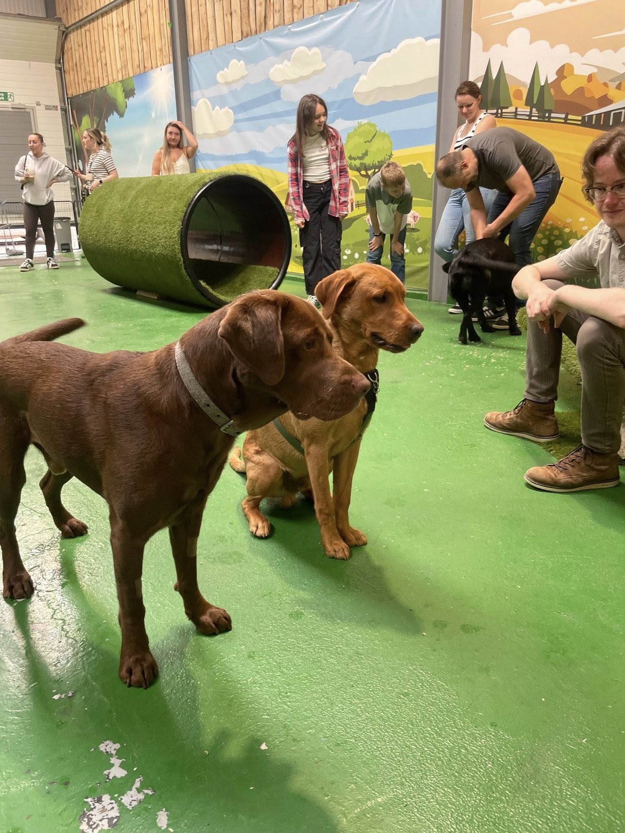 Breed Play for Labradors & Retrievers! Sunday 10 August 2-3pm