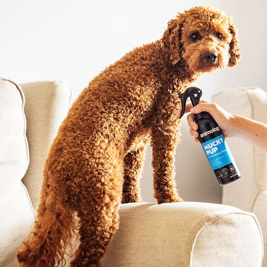 Animology Mucky Pup No-Rinse Dog Shampoo