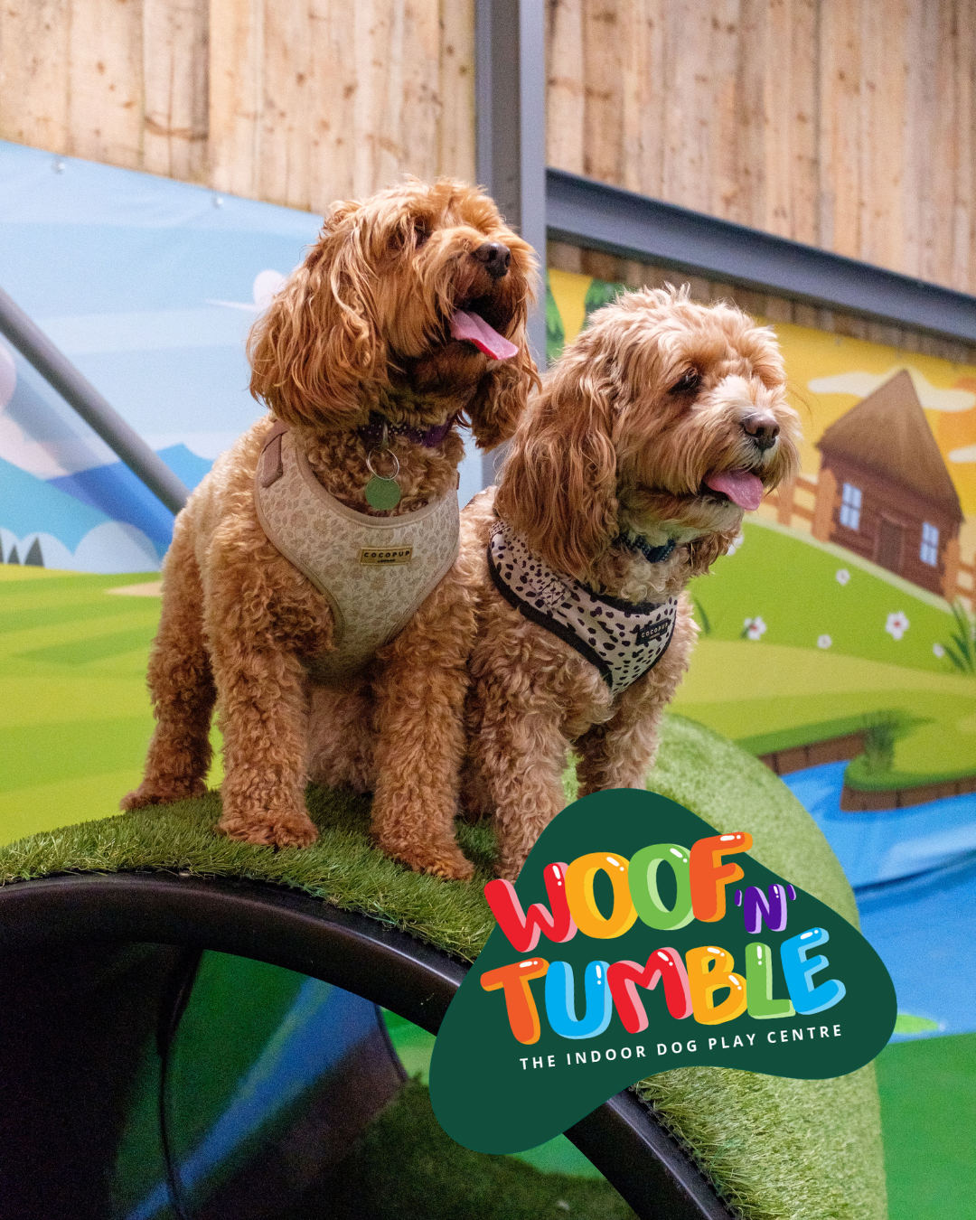 Meal Deal + Group Open Play