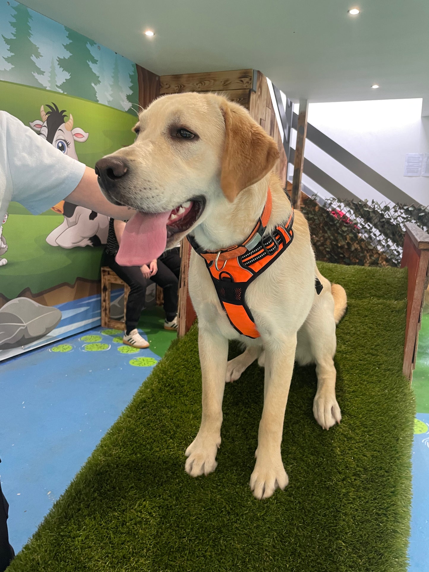 Breed Play for Labradors & Retrievers! Sunday 10 August 2-3pm