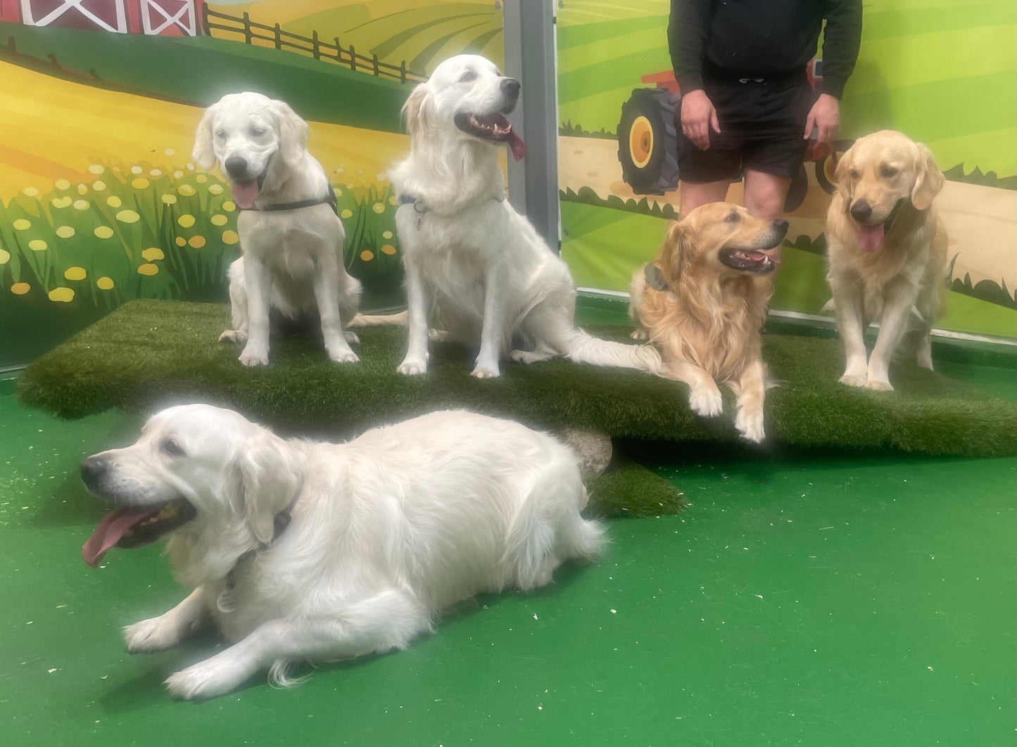 Breed Play for Labradors & Retrievers! Sunday 10 August 2-3pm