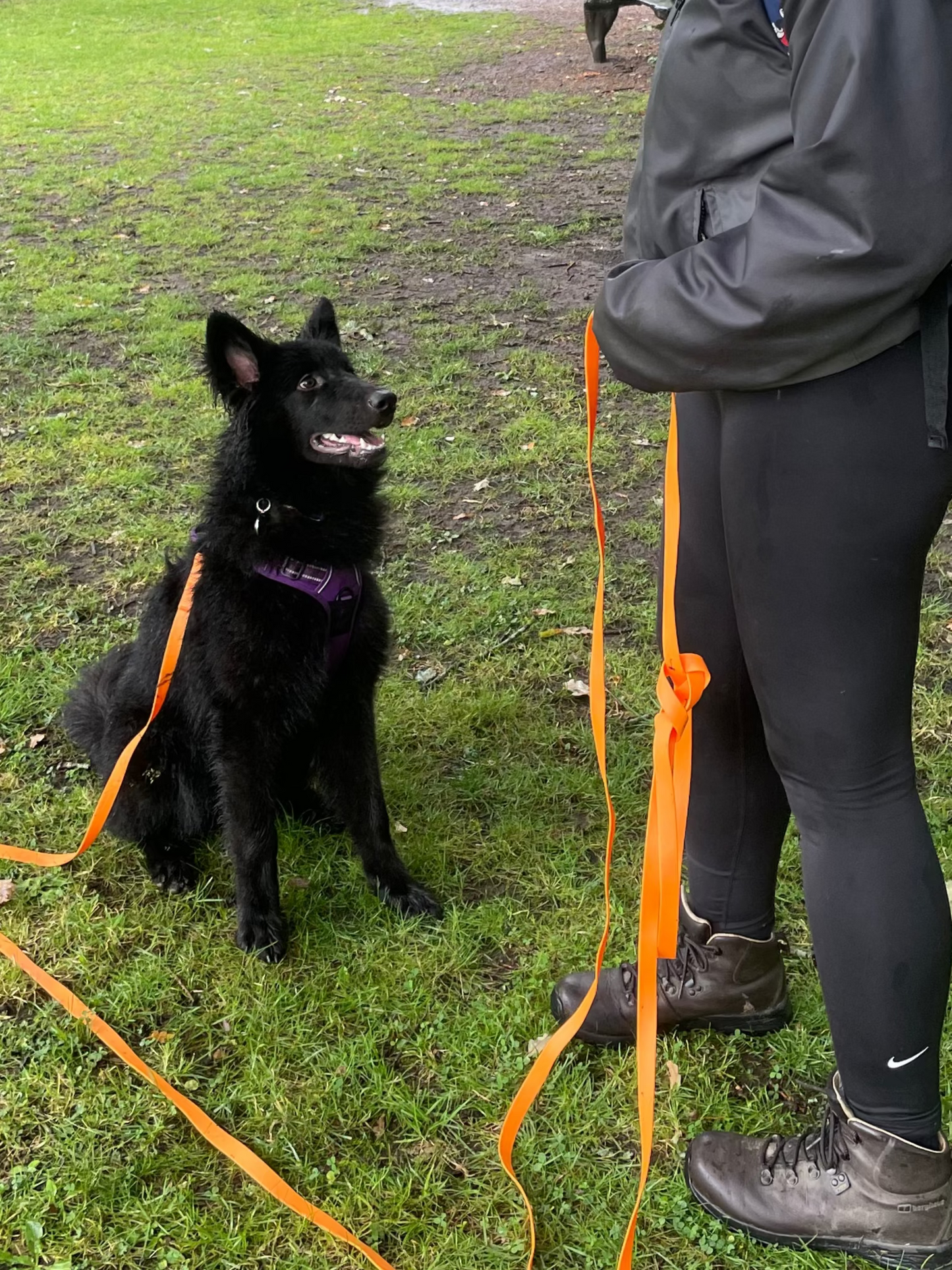 Recall & Loose Lead Training