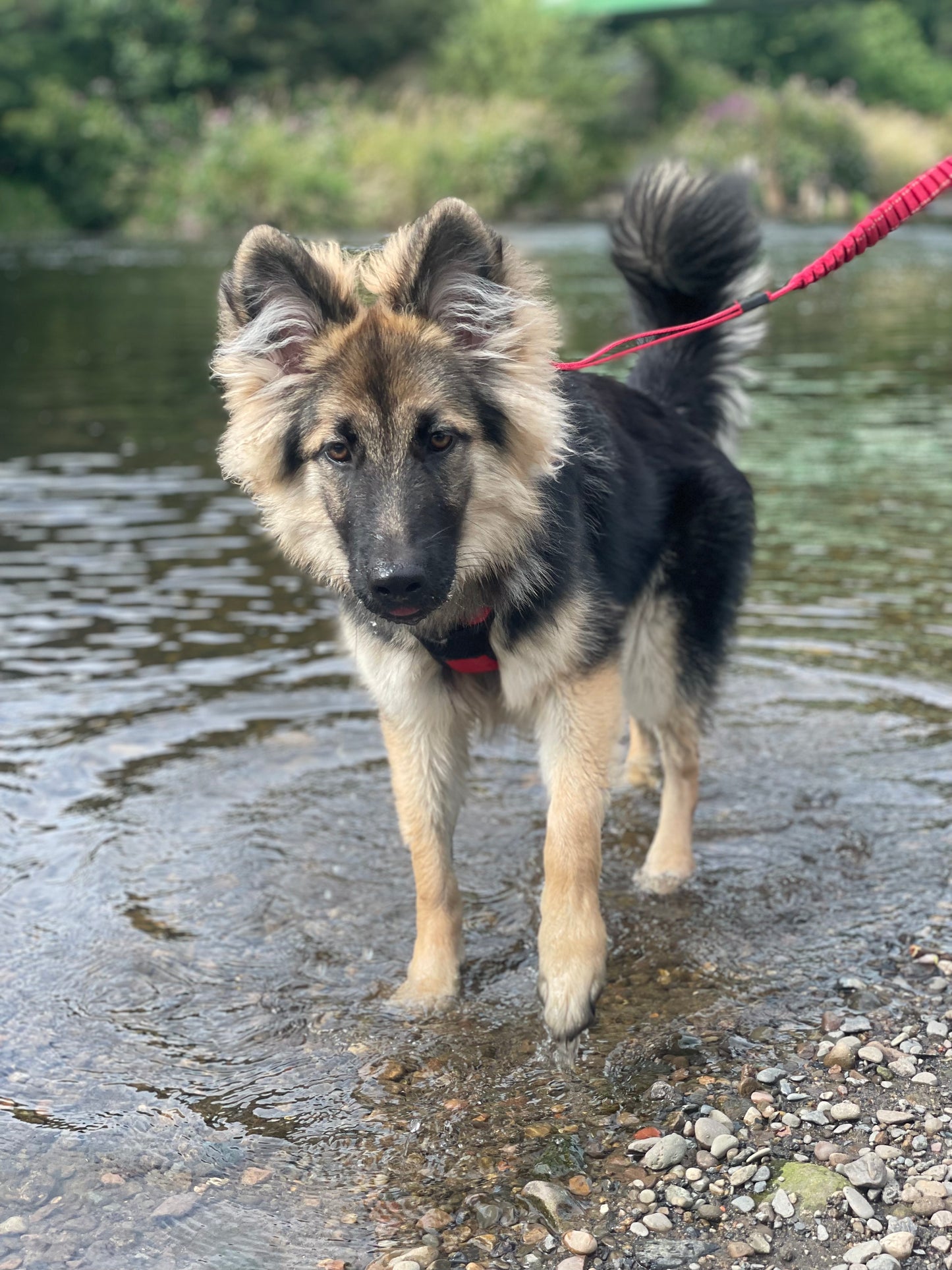 4XPaws Adventure: Puppy & Cake Walk 🍰 Saturday 13th December