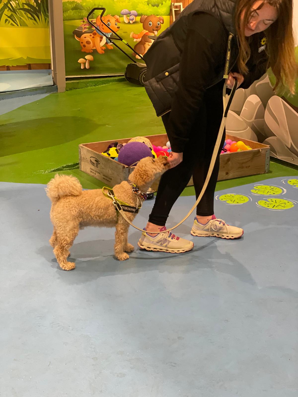 Dog Training Club