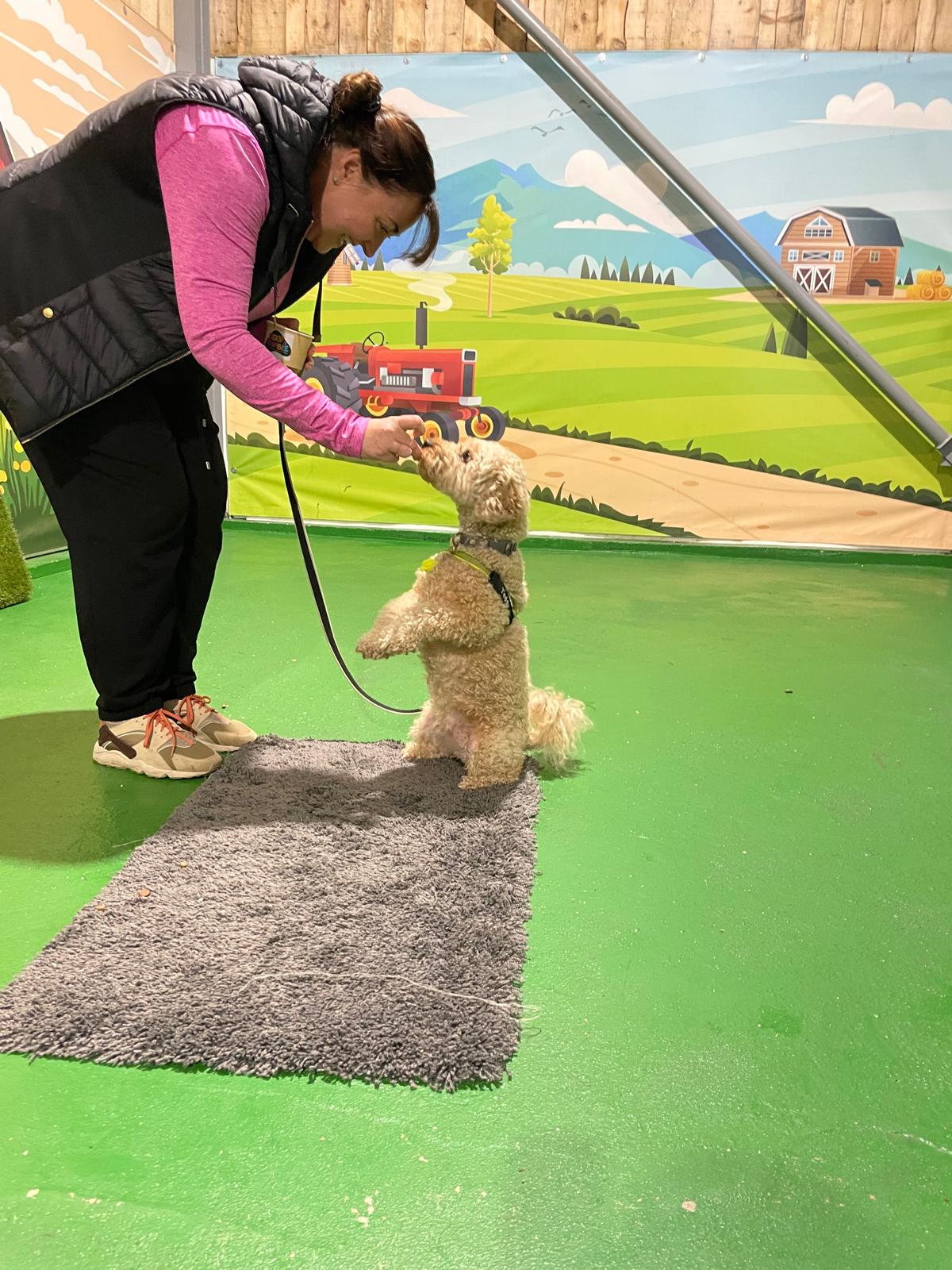 Dog Training Club