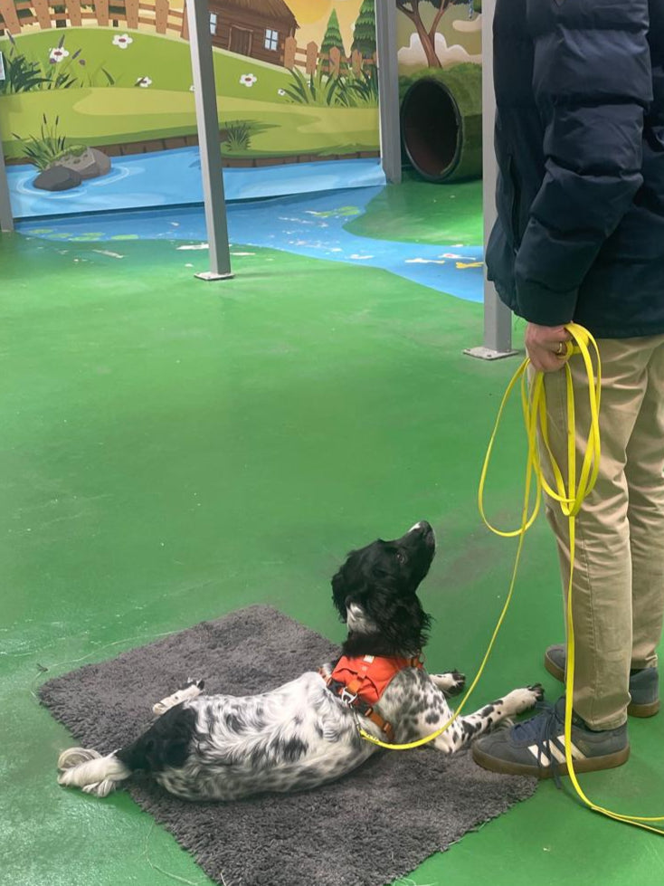 Recall & Loose Lead Training