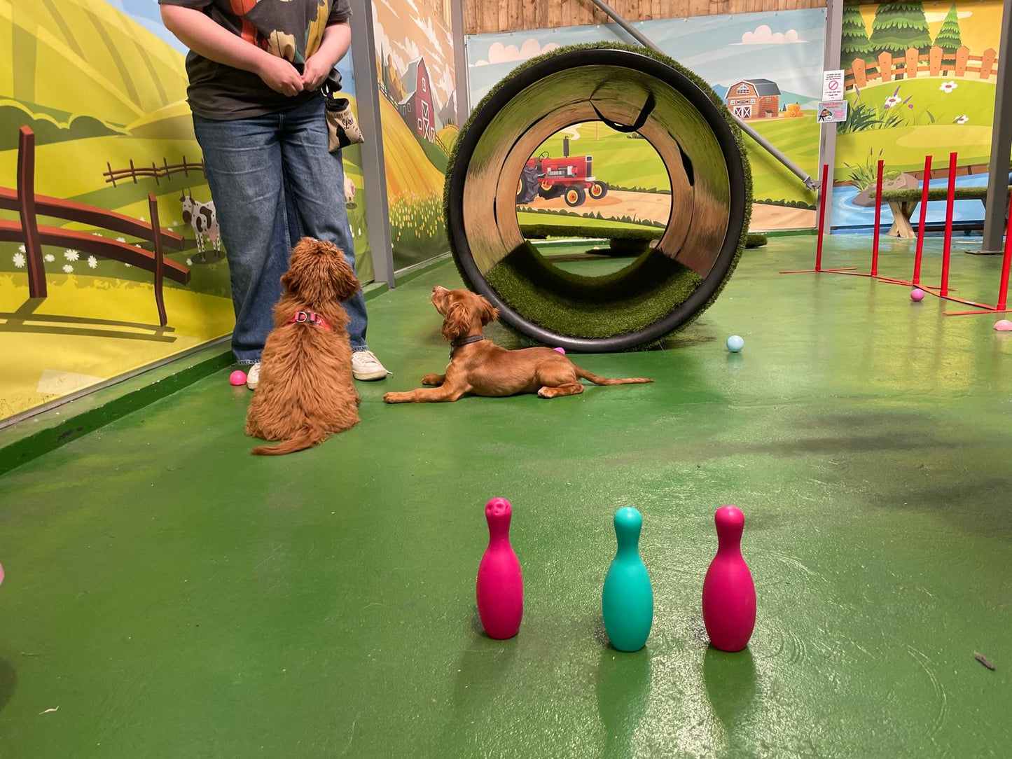 Junior Puppy Training