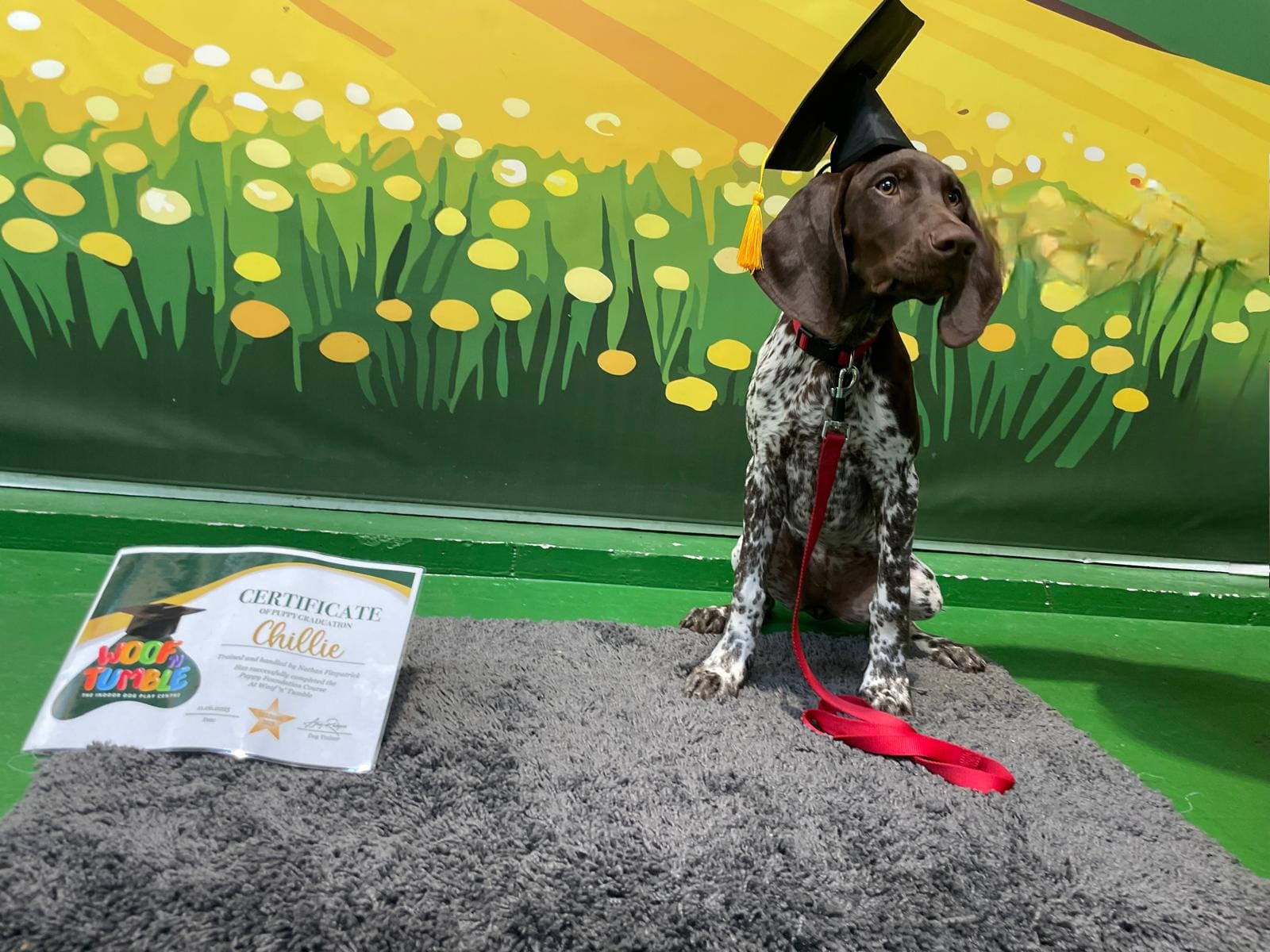 Dog Training Club - Main Image