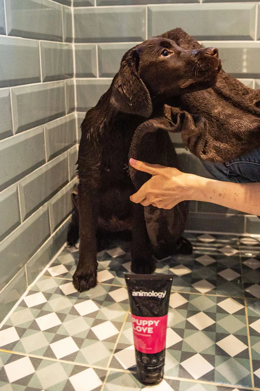 Animology Puppy Love Puppy Shampoo