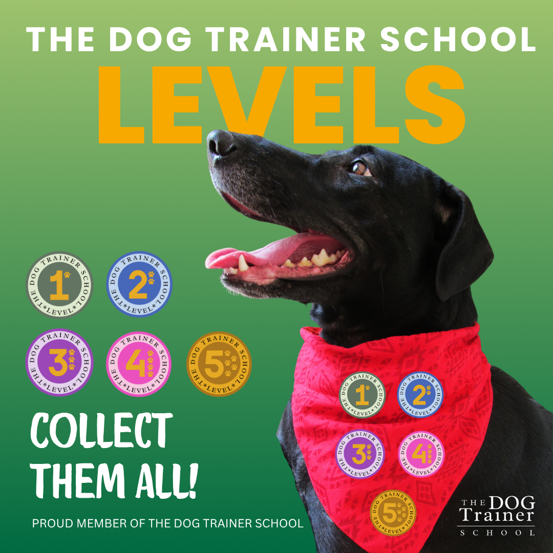 Dog Training Club