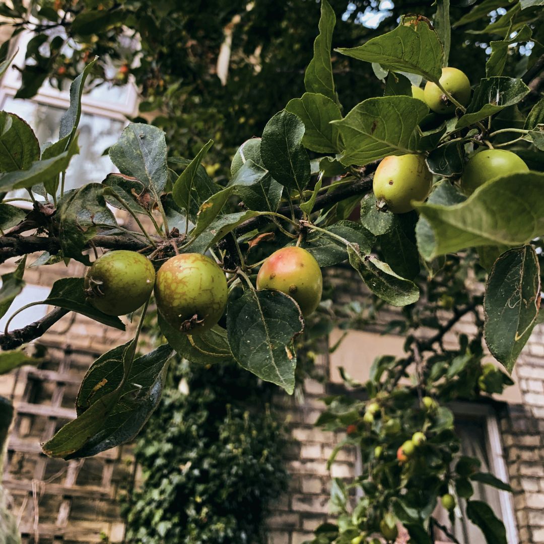 Chadkirk's Own (2kg) Super Food Adult Grain Free Italian Buffalo with Basil, Blackberry, Turmeric, Flaxseed & Apple