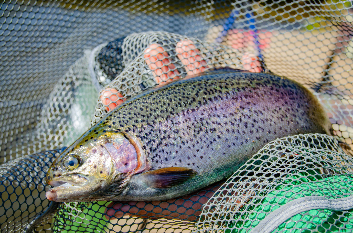 Chadkirk's Own (6kg) Adult Grain Free Small Breed Salmon, Trout, Sweet Potato & Asparagus