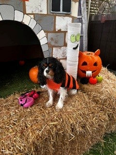 Spooktacular Howloween Party at Woof n Tumble - Sunday 1st November