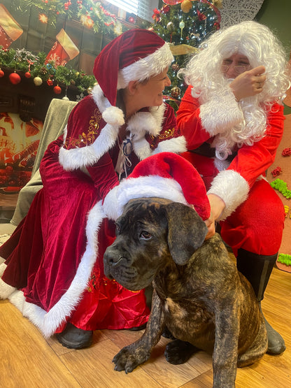 Woof n Tumble Christmas Pawty - Sunday 30th November