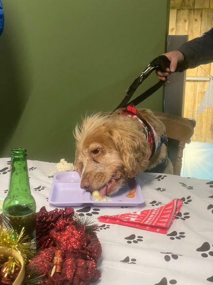 Christmas Dinner with Santa Paws Experience