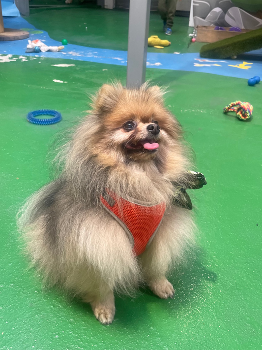 Group Play - Small Breed
