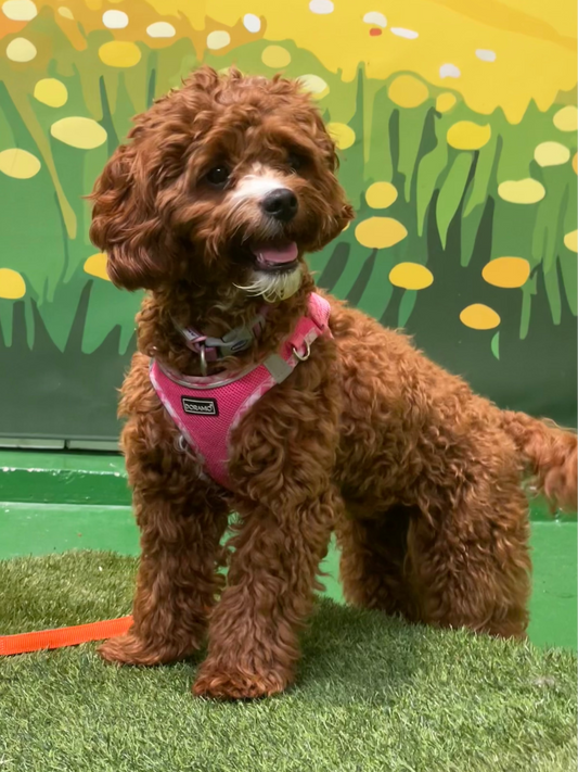 Puppy Group Play - Small & Medium Puppy