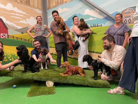 Breed Play for Spaniels! Saturday 27 September 2-3pm