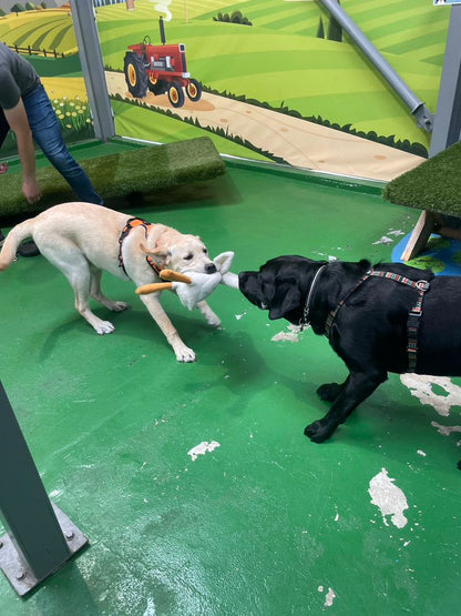 Breed Play for Labradors & Retrievers! Sunday 10 August 2-3pm