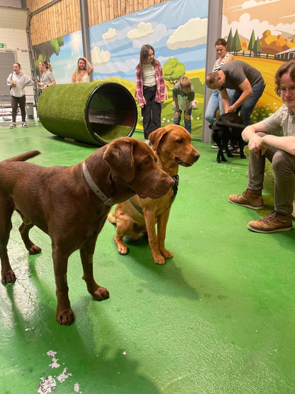 Breed Play for Labradors & Retrievers! Sunday 10 August 2-3pm
