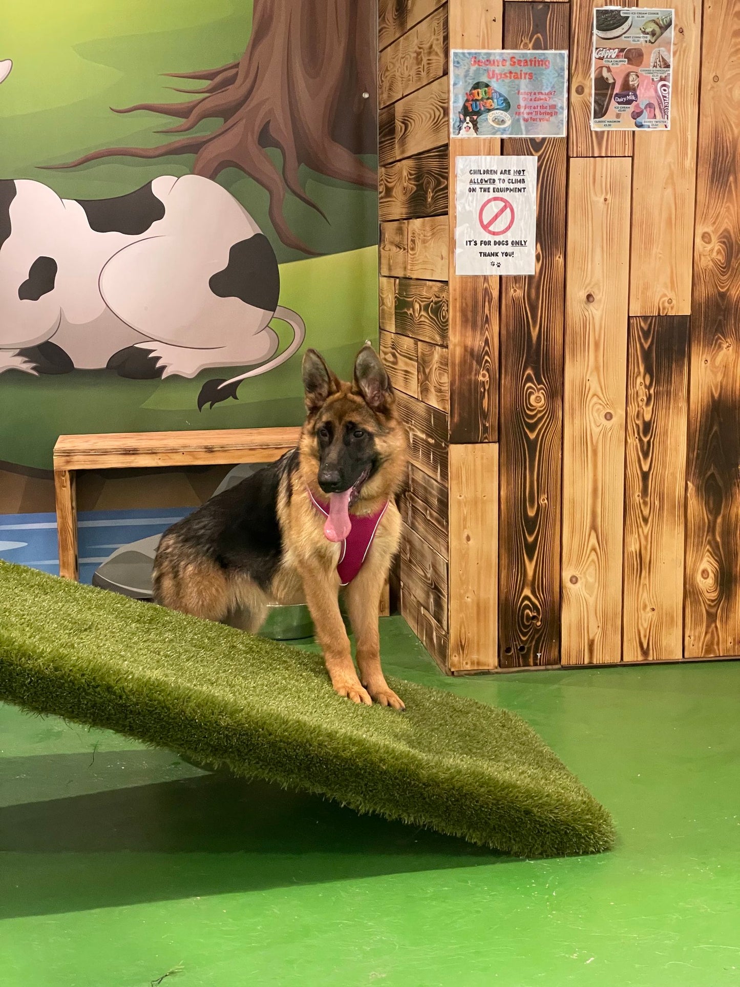 Puppy Group Play - Medium & Large Puppy