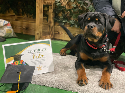 Puppy Training 5 Week September Course @4.30pm