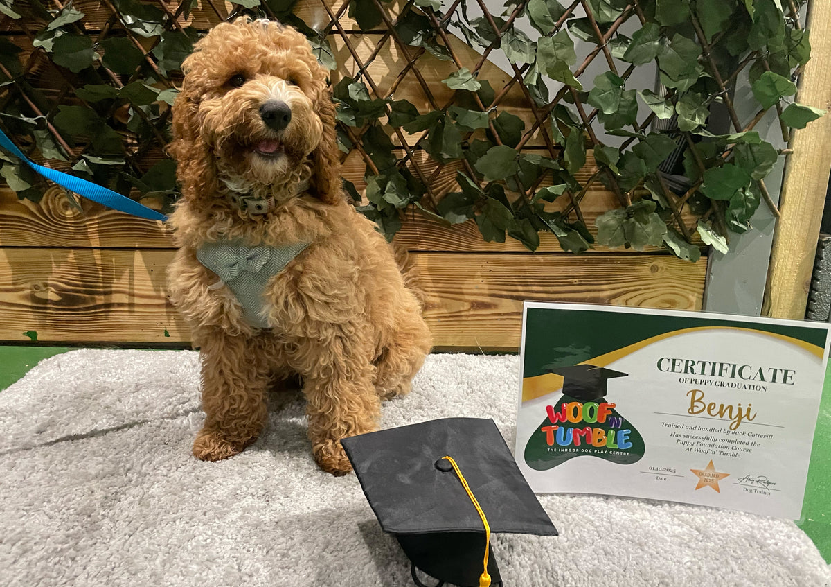 Puppy Training 5 Week September Course @4.30pm