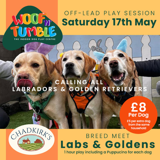 Breed Play for Labs & Goldens! (Saturday 17 May 1-2pm)