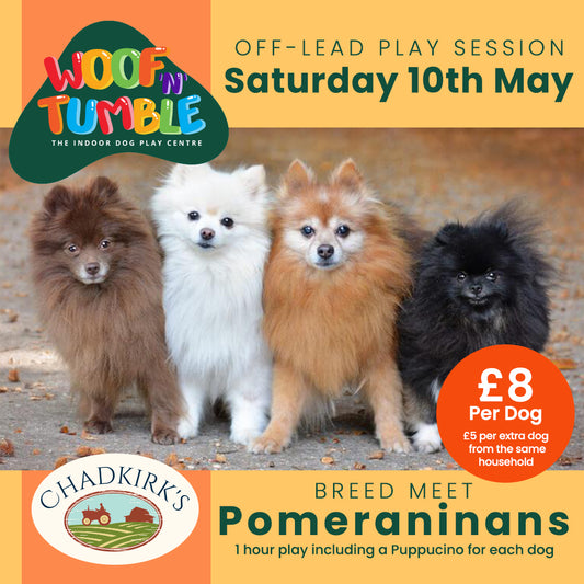 Breed Play for Pomeranians! (Saturday 10 May 1-2pm)