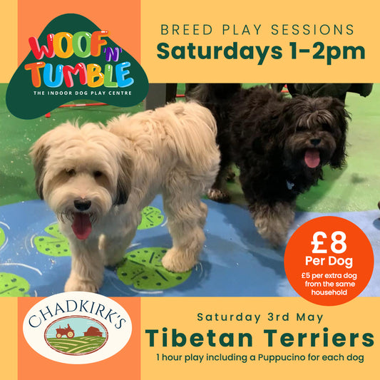 Breed Play for Tibetan Terriers! (Saturday 3 May 1-2pm)