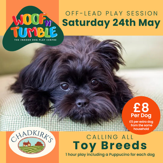 Breed Play for Toy Breeds! (Saturday 24 May 1-2pm)