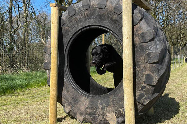 Dog Club Members Fun Day - Sunday 28th June 2026