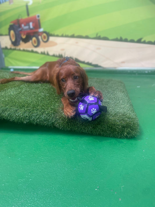 Puppy Group Play - Medium & Large Puppy
