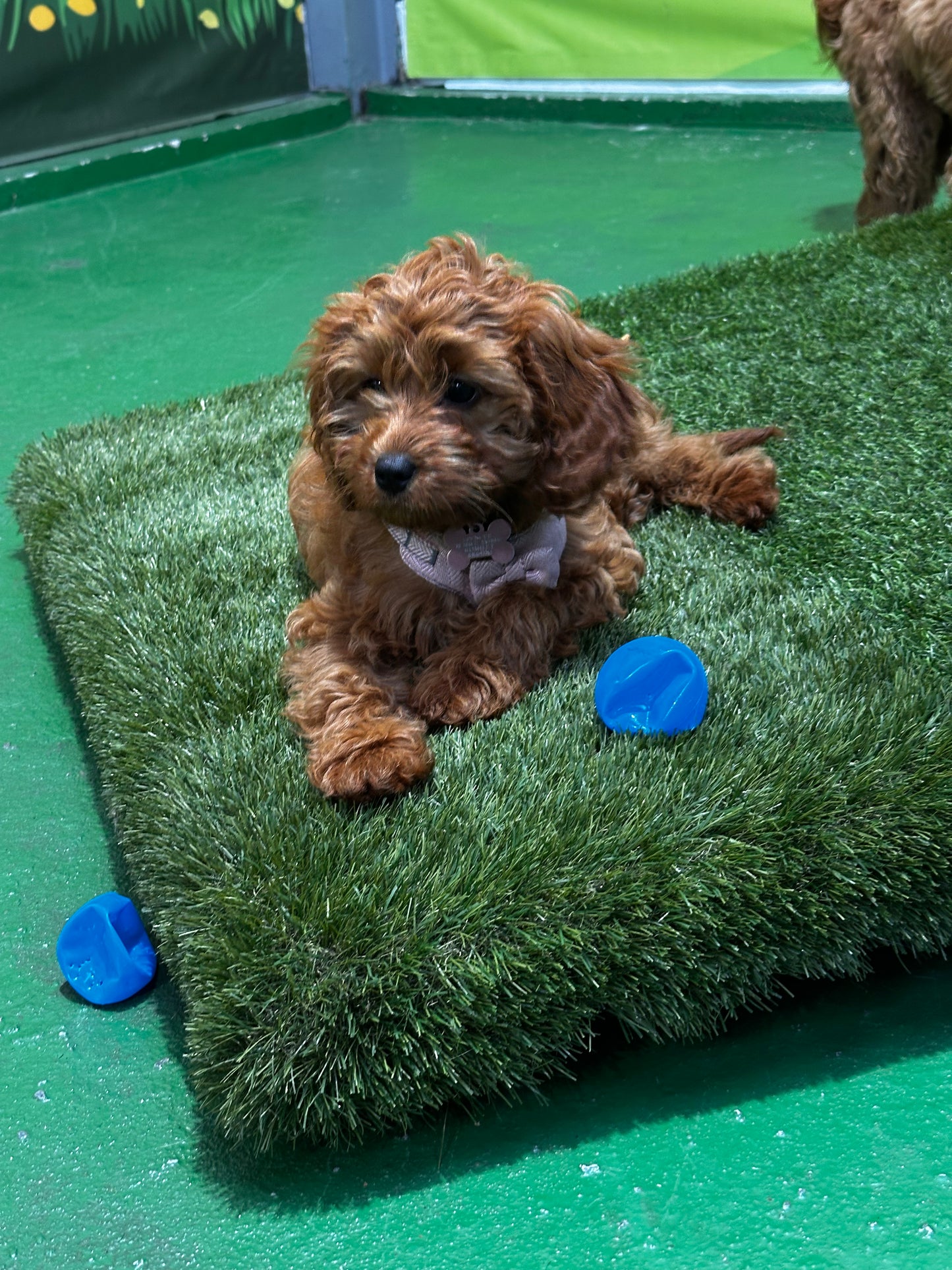 Breed Play for Cavapoos, Cockerpoos & Cavapoochons (Saturday 21st June 1-2pm)
