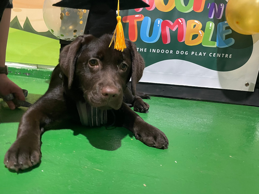 Puppy Training 5 Week Course