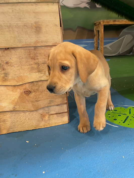 Breed Play for Labradors (Saturday 28 June 1-2pm)