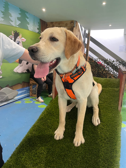 Breed Play for Labradors & Retrievers! Sunday 10 August 2-3pm