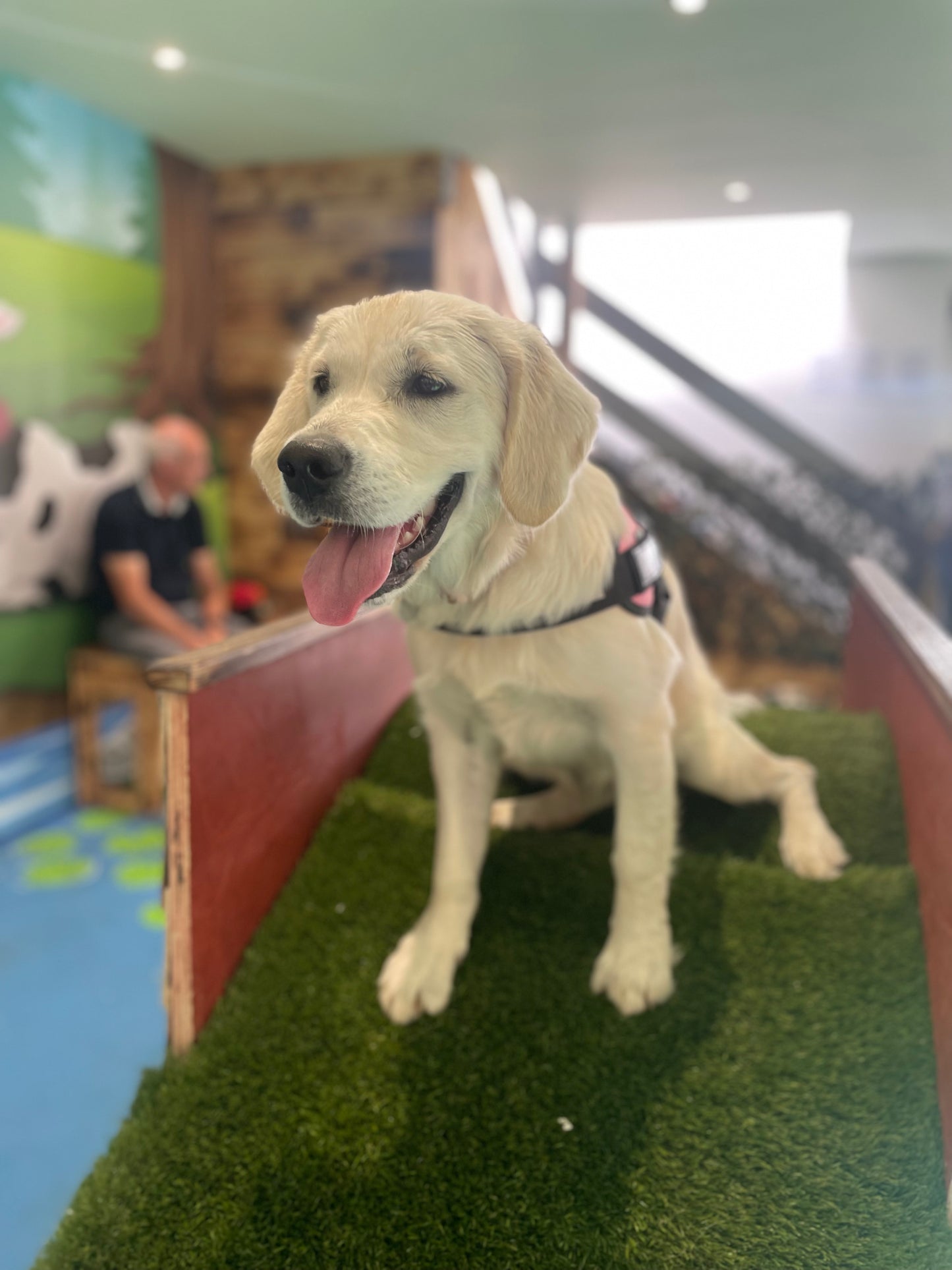 Puppy Play - Saturdays