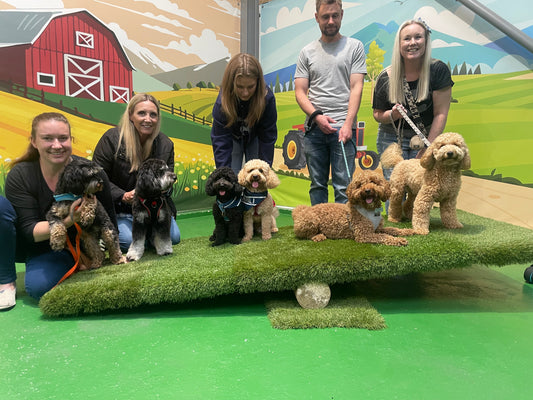 Breed Play for Cavapoos, Cockapoos & Cavapoochons! Sunday 10 August 1-2pm