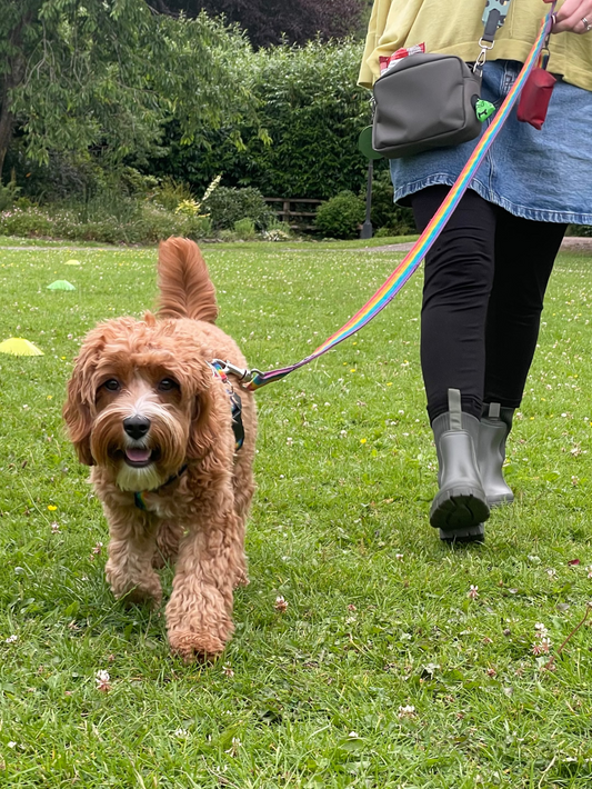 Recall & Loose Lead Training