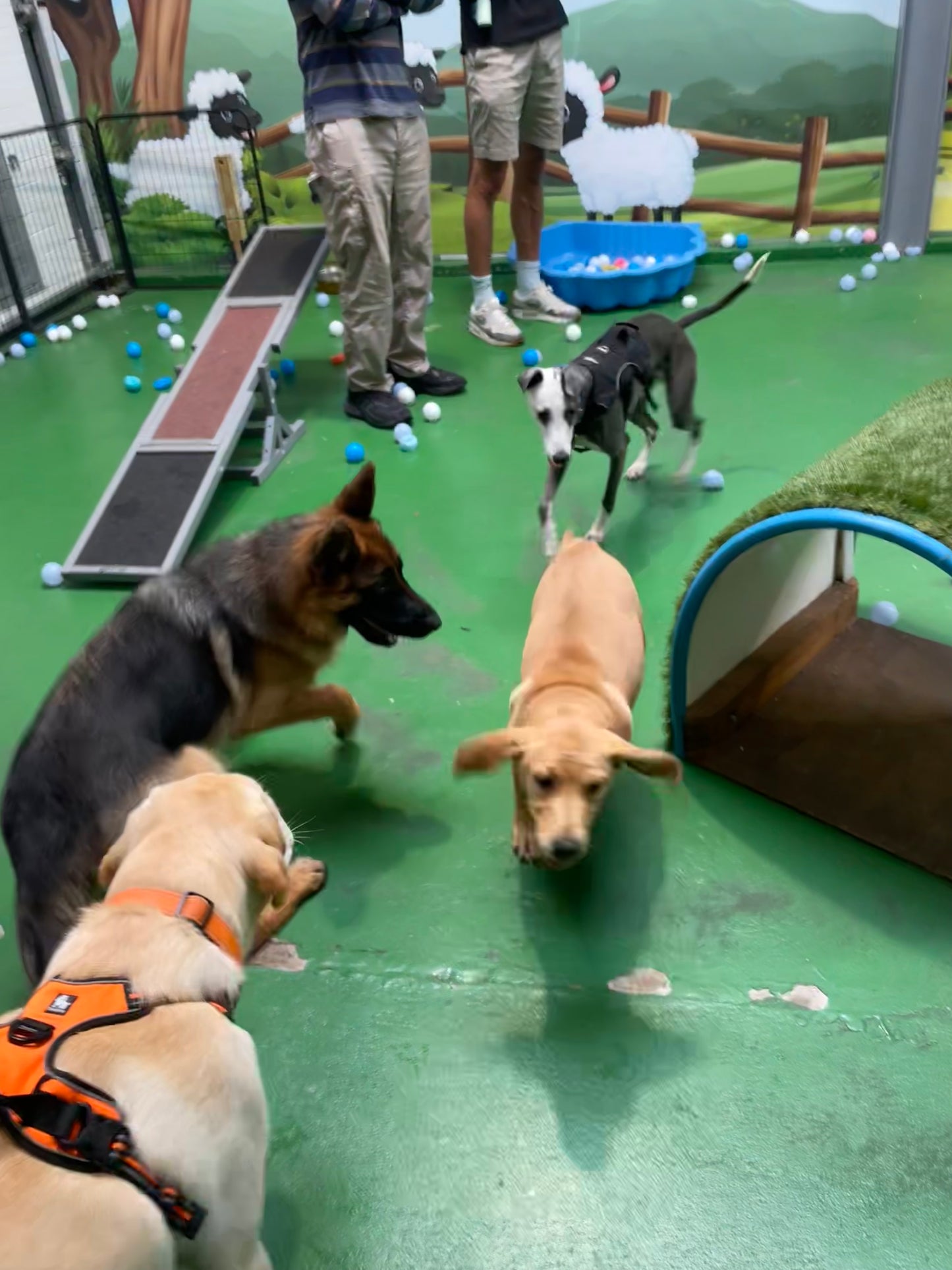 Puppy Group Play - Medium & Large Puppy