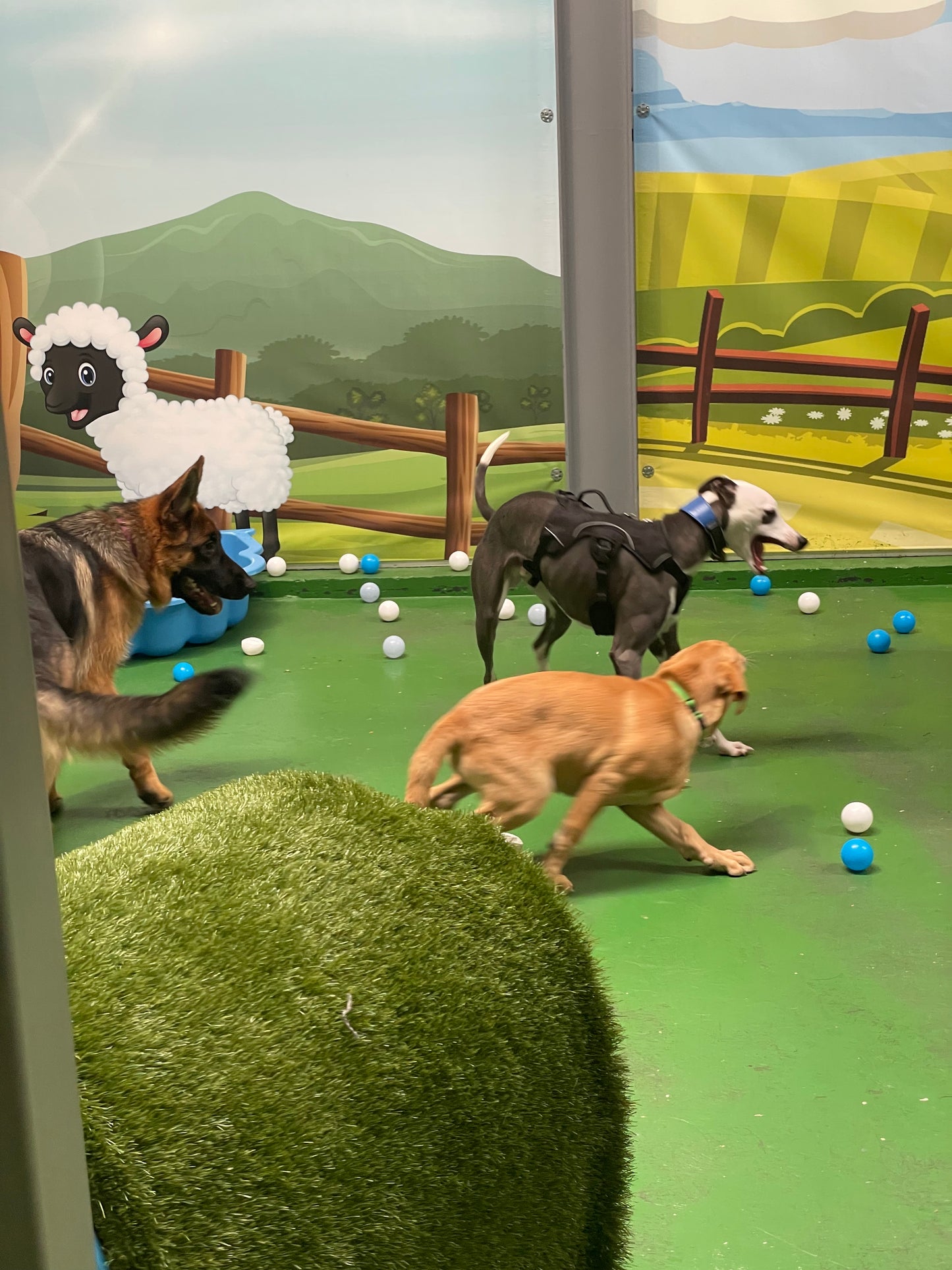 Puppy Group Play - Medium & Large Puppy