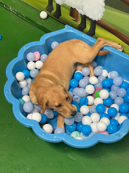 Puppy Group Play - Medium & Large Puppy