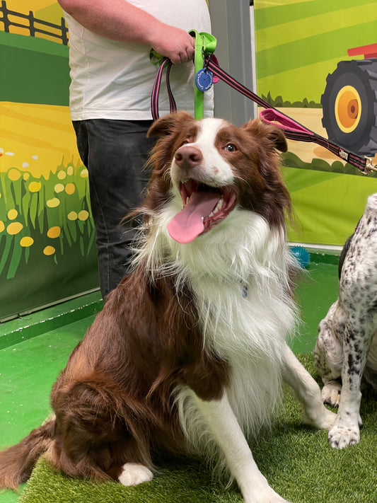 Group Play - Large Breed