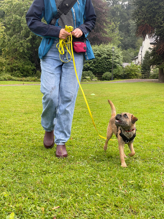4XPaws Adventure Walks: Puppy & Cake Walk 🍰 Saturday 6th September